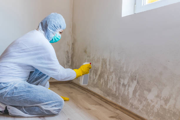 Licensed Mold Testing service in Hauppauge, NY - WQB Mold Removal
